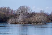 Koldinger See