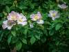 Wildrose