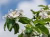 Apfelblüte