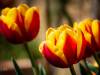 Tulpenblüte