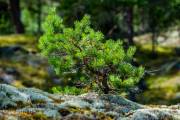 Hastersboda auf Föglö