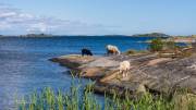 Hastersboda auf Föglö