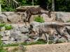 Timberwolf