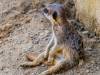 Erdmännchen