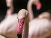Flamingos