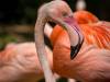 Flamingos