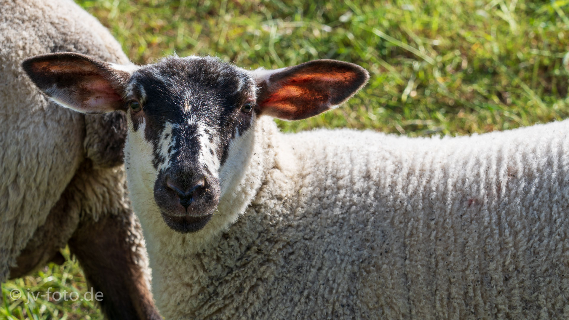 Lühe