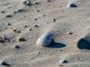 Der Strand von Amrum