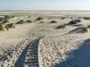 Der Strand von Amrum