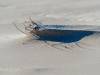 Am Strand von Amrum