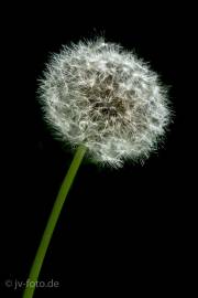 Pusteblume