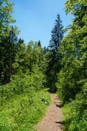 Auf dem Weg zum Albertturm