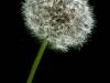 Pusteblume