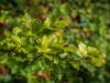 Herbstlaub