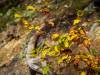 Herbstlaub