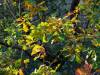 Herbstlaub