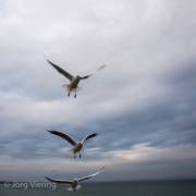 Am Strand von Binz
