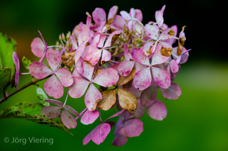 Hortensie