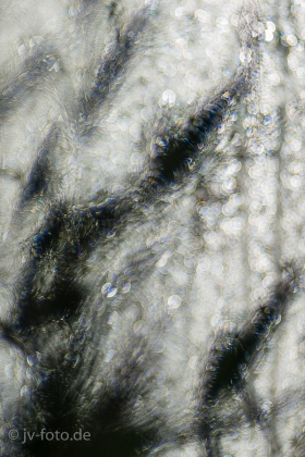 Gegenlicht I