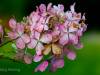 Hortensie