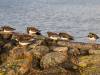 Cuxhaven