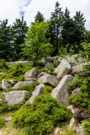 Abstieg vom Brocken