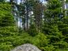 Abstieg vom Brocken