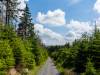 Abstieg vom Brocken
