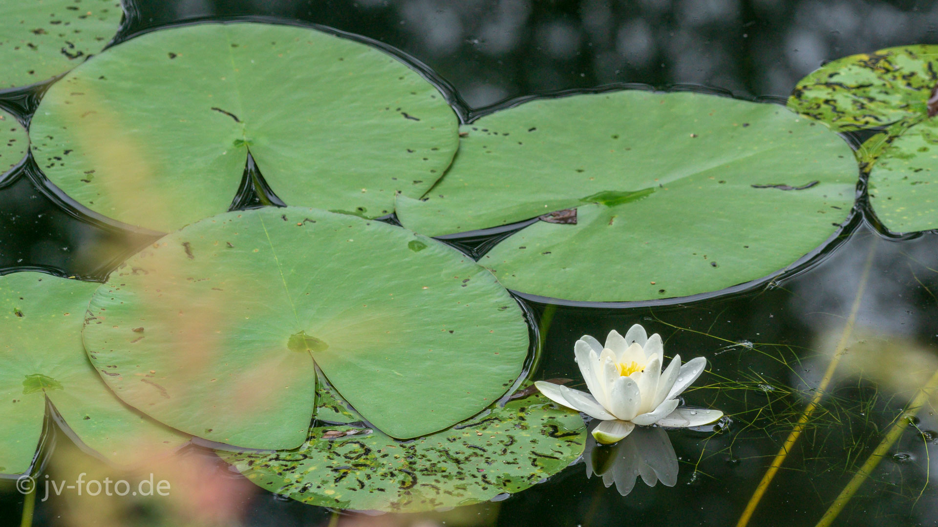 Seerosen von Monet