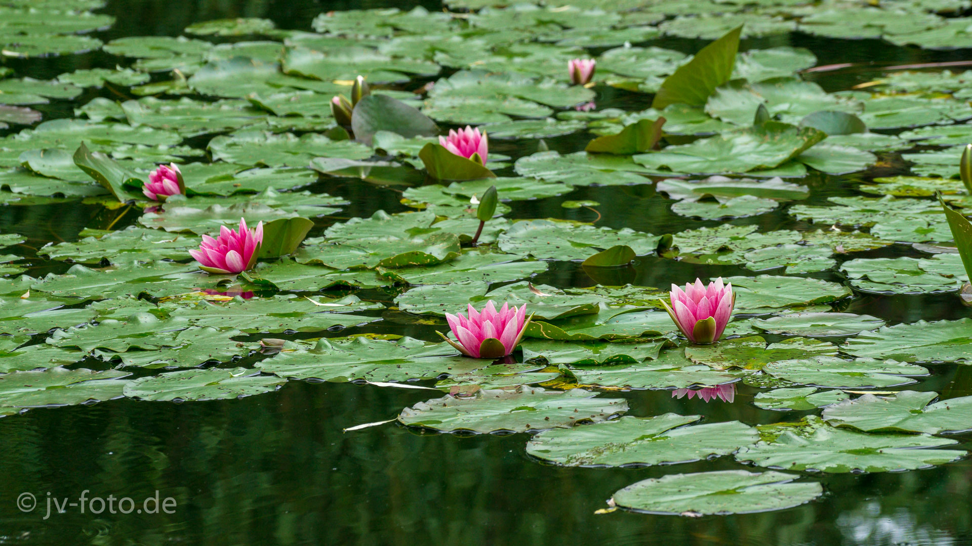 Seerosen von Monet