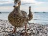 Ente süßsauer