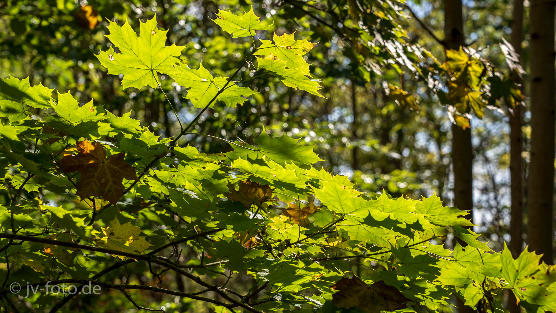Herbstfärbung