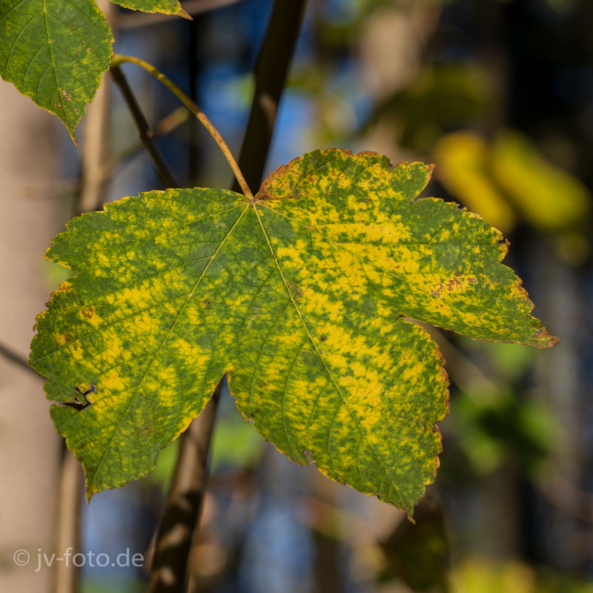Herbst