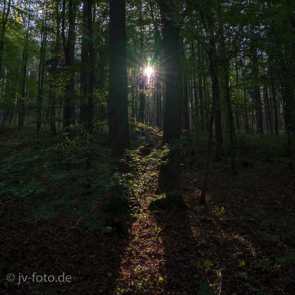 Sonnenstern