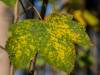 Herbst