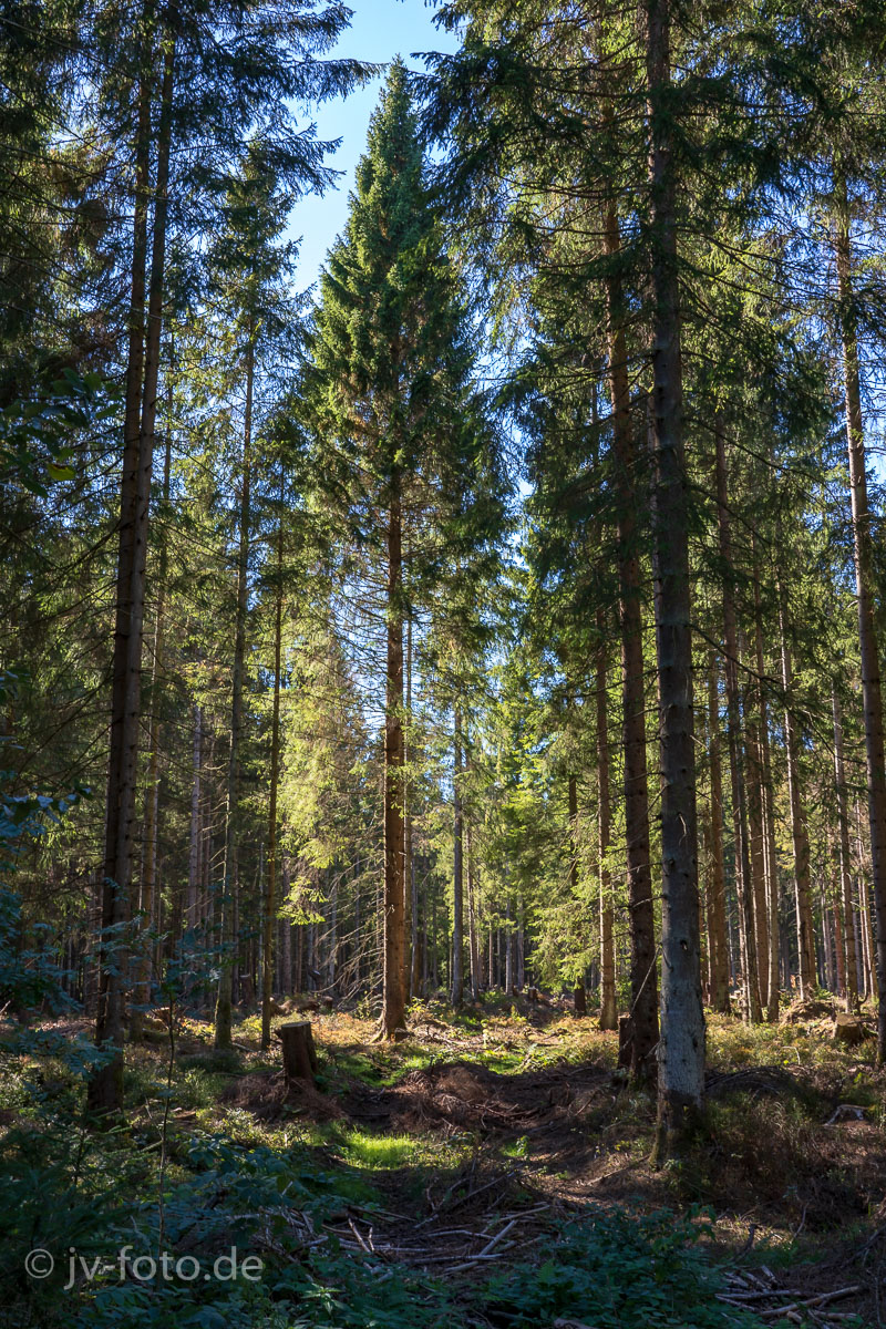 Tief im Wald