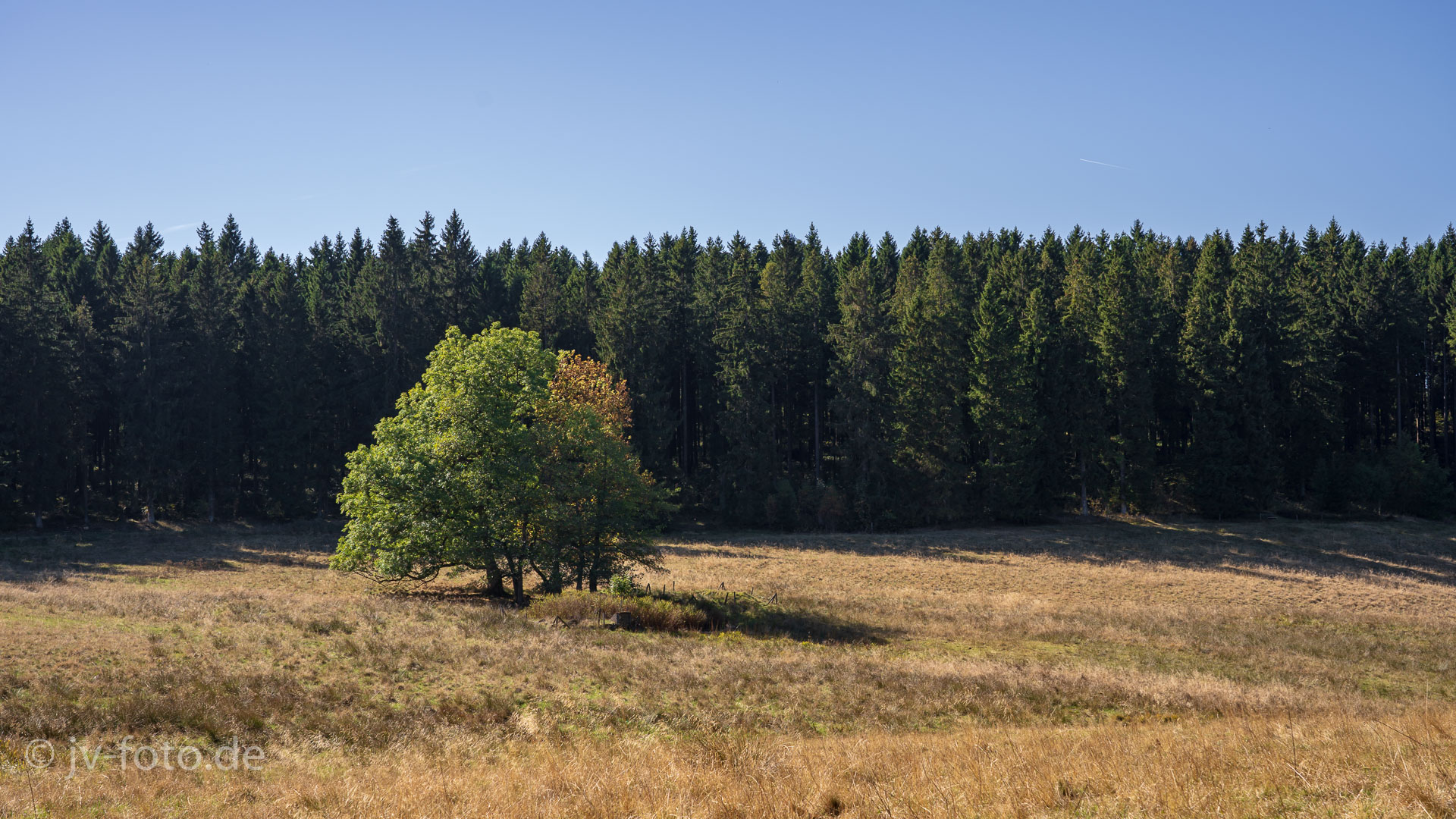 Lichtung