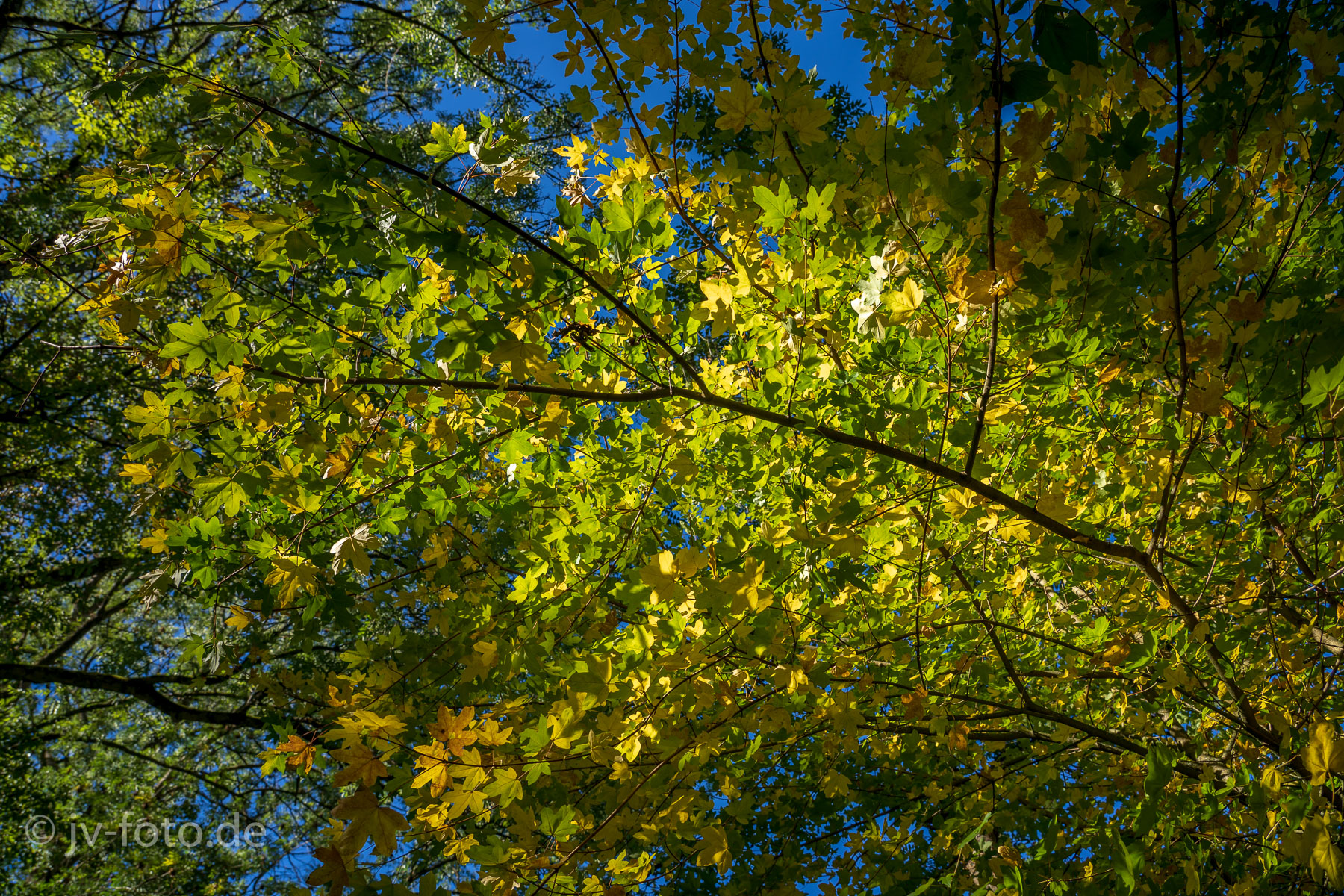 Herbstfärbung