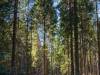 Tief im Wald