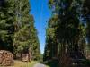 Tief im Wald
