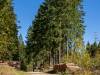 Tief im Wald
