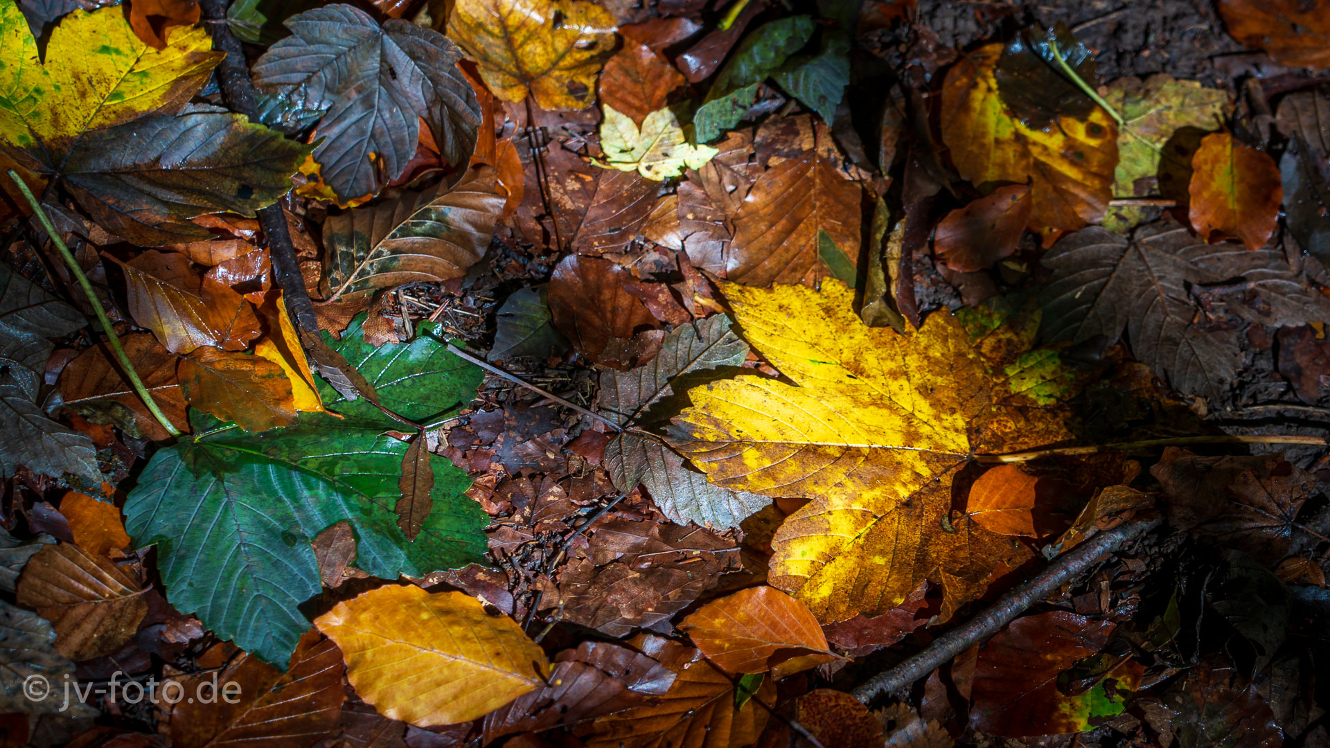 Herbstwald