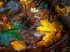 Herbstwald