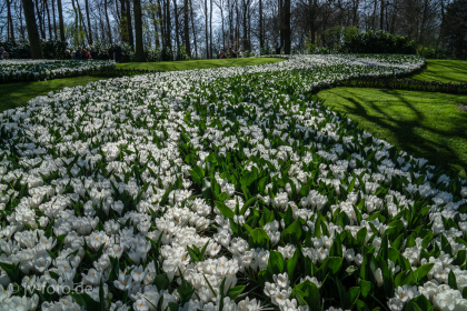 Keukenhof