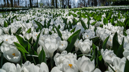 Keukenhof