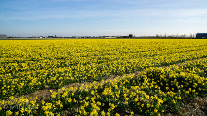 Blumenfelder