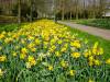 Keukenhof