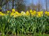 Keukenhof