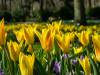 Keukenhof