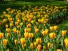 Keukenhof